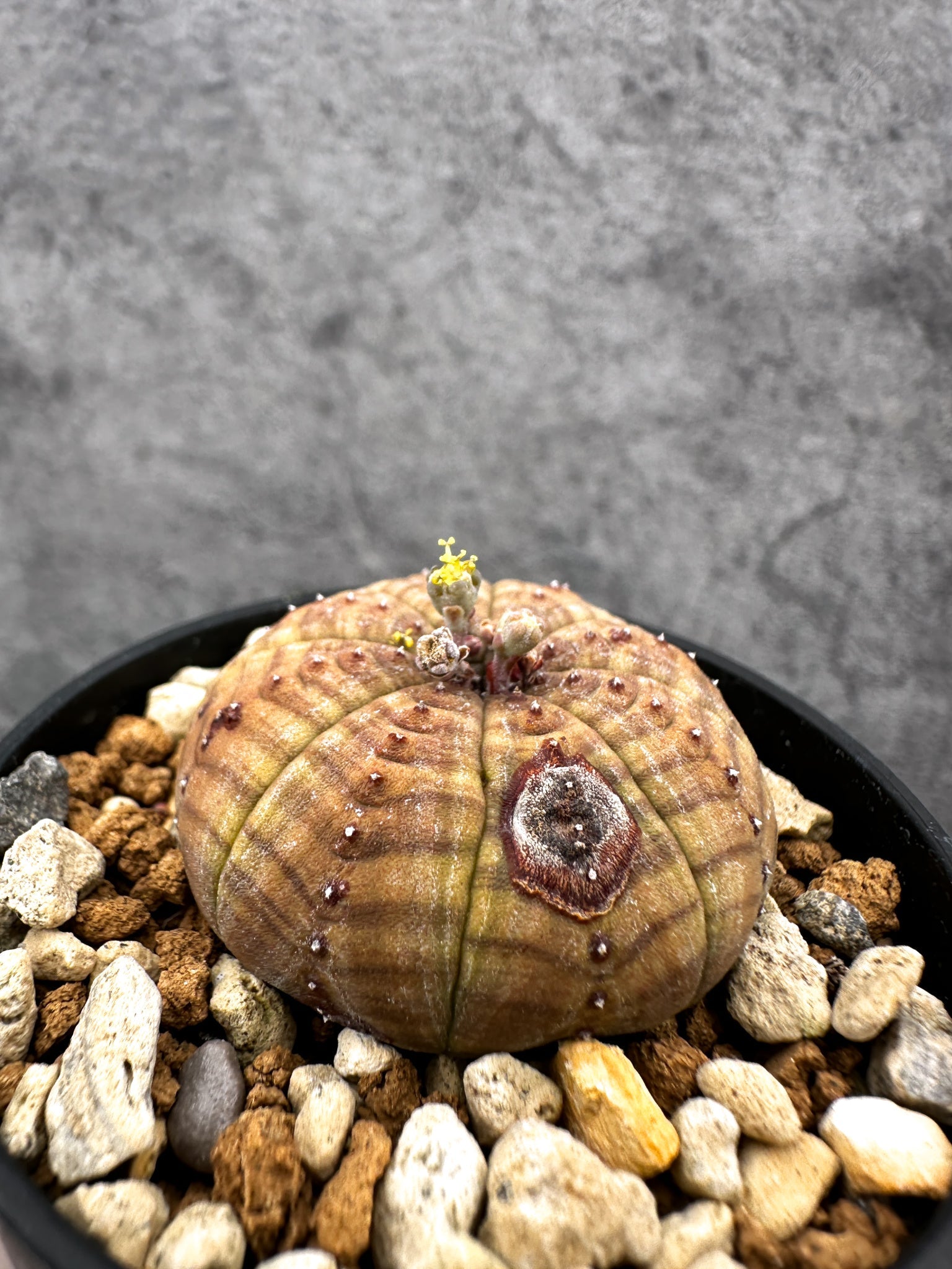 ユーフォルビア・オベサ オス 実生【C39】 Euphorbia obesa 塊根植物