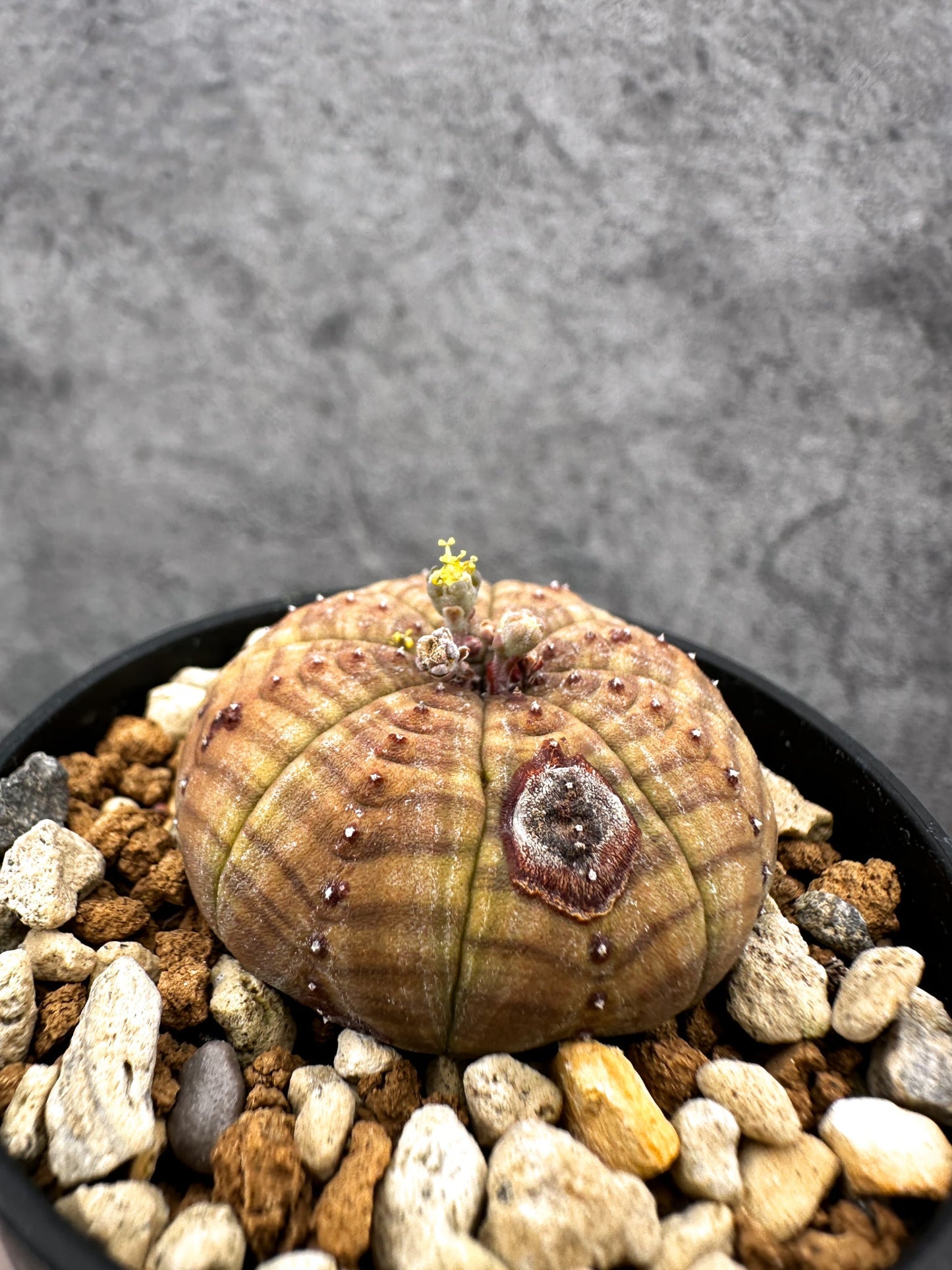 【現品限り】ユーフォルビア・オベサ オス 実生【C39】 Euphorbia obesa