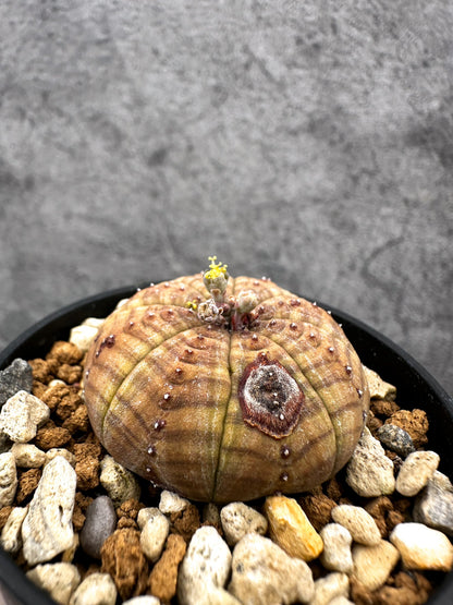 【現品限り】ユーフォルビア・オベサ オス 実生【C39】 Euphorbia obesa
