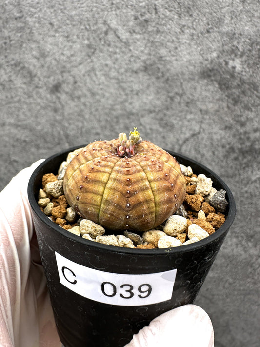 【現品限り】ユーフォルビア・オベサ オス 実生【C39】 Euphorbia obesa