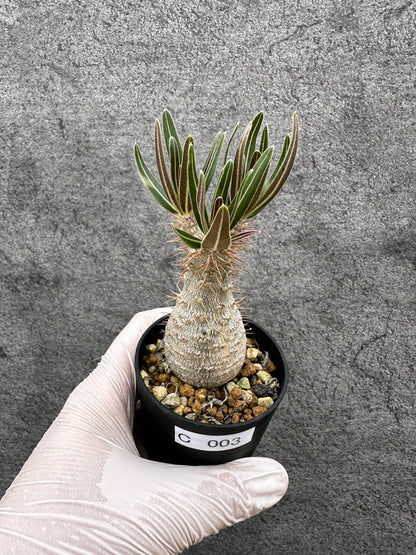 【現品限り】パキポディウム・グラキリス 実生【C3】 Pachypodium gracilius