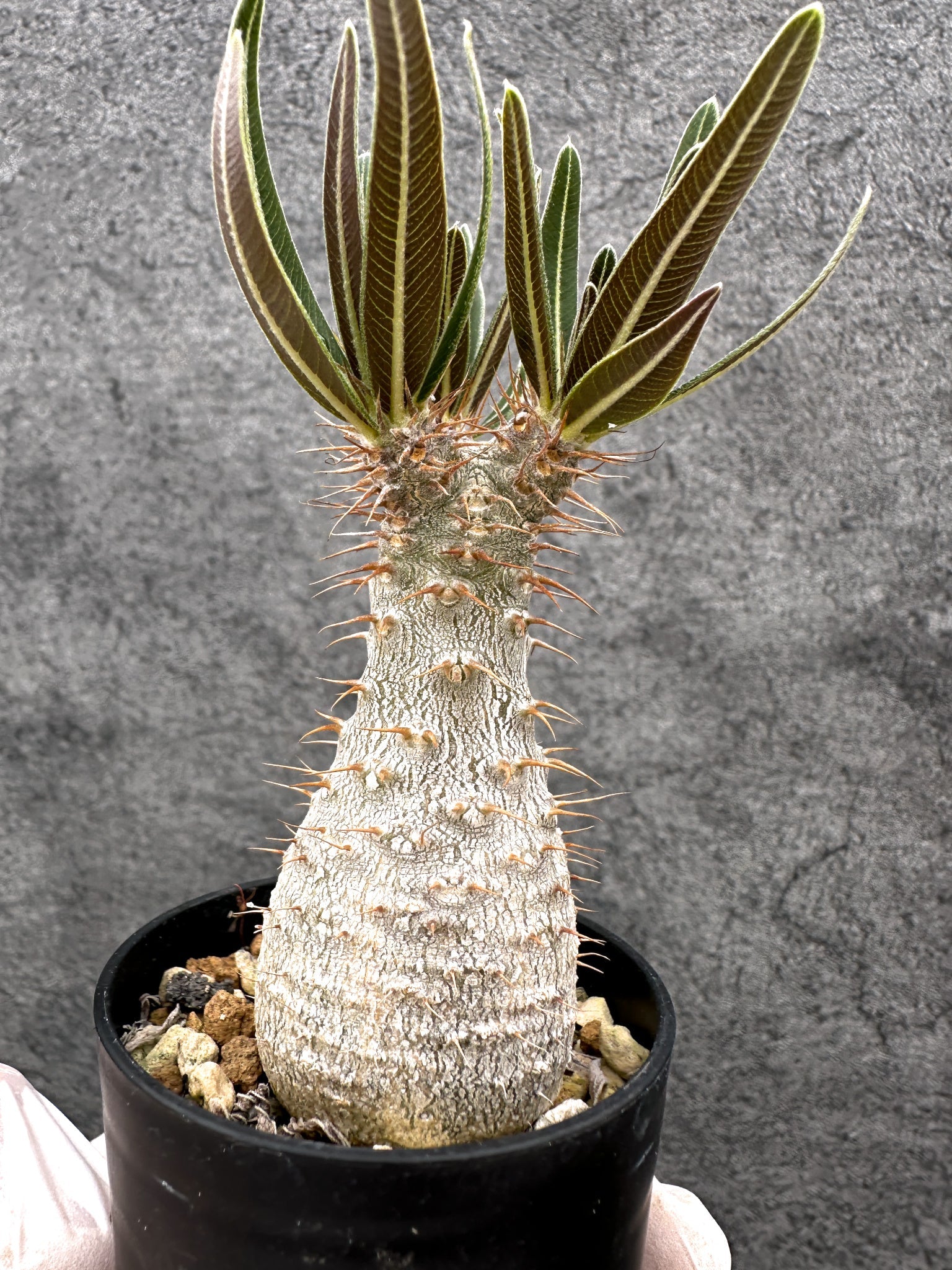 パキポディウム・グラキリス 実生【C3】 Pachypodium gracilius 塊根