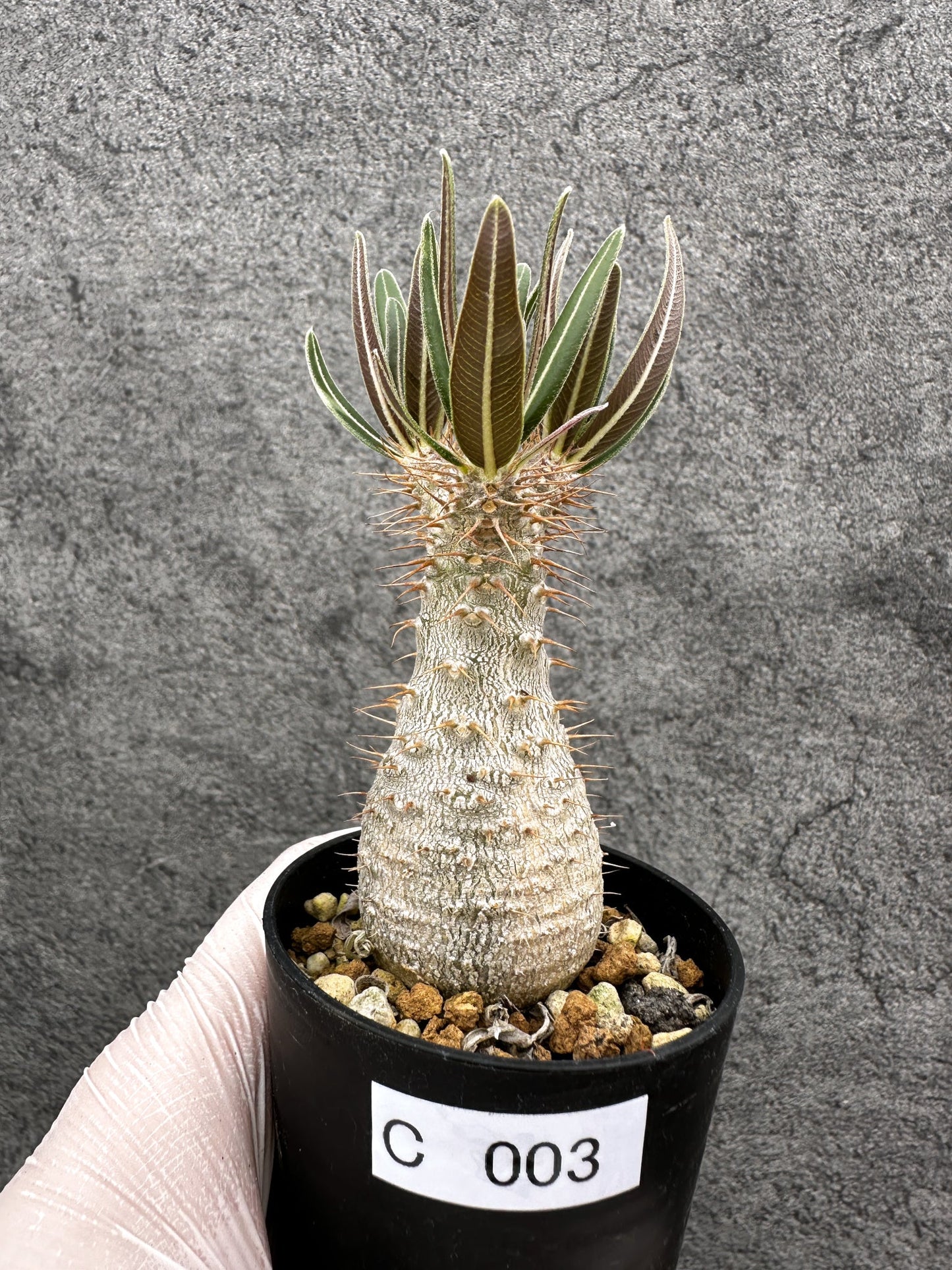【現品限り】パキポディウム・グラキリス 実生【C3】 Pachypodium gracilius