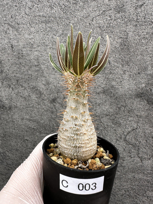 【現品限り】パキポディウム・グラキリス 実生【C3】 Pachypodium gracilius