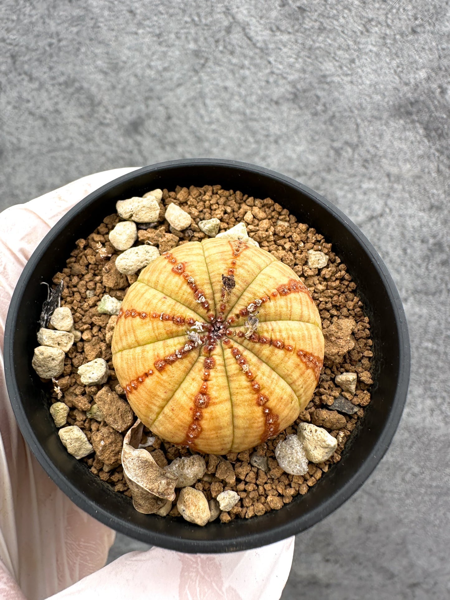 【現品限り】ユーフォルビア・オベサ 実生【C40】 Euphorbia obesa