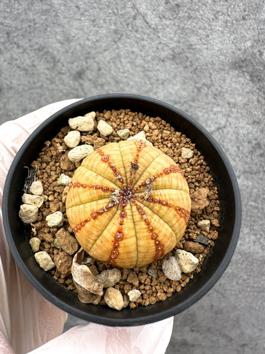 【現品限り】ユーフォルビア・オベサ 実生【C40】 Euphorbia obesa