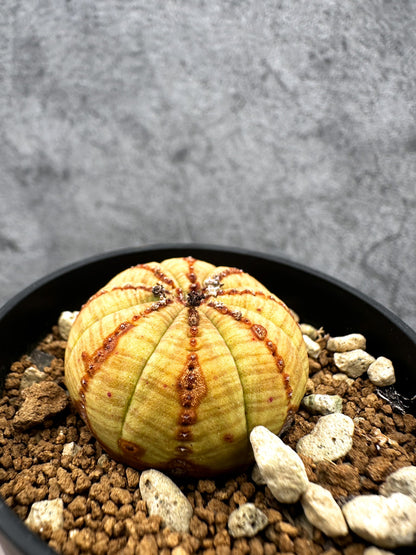 【現品限り】ユーフォルビア・オベサ 実生【C40】 Euphorbia obesa