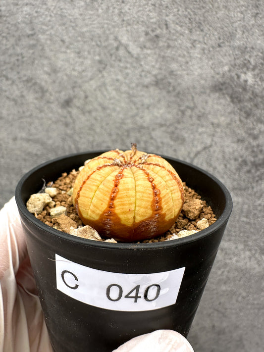 【現品限り】ユーフォルビア・オベサ 実生【C40】 Euphorbia obesa