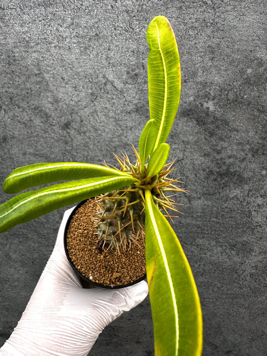 【現品限り】パキポディウム・アンボンゲンセ 実生【C41】 Pachypodium ambongense