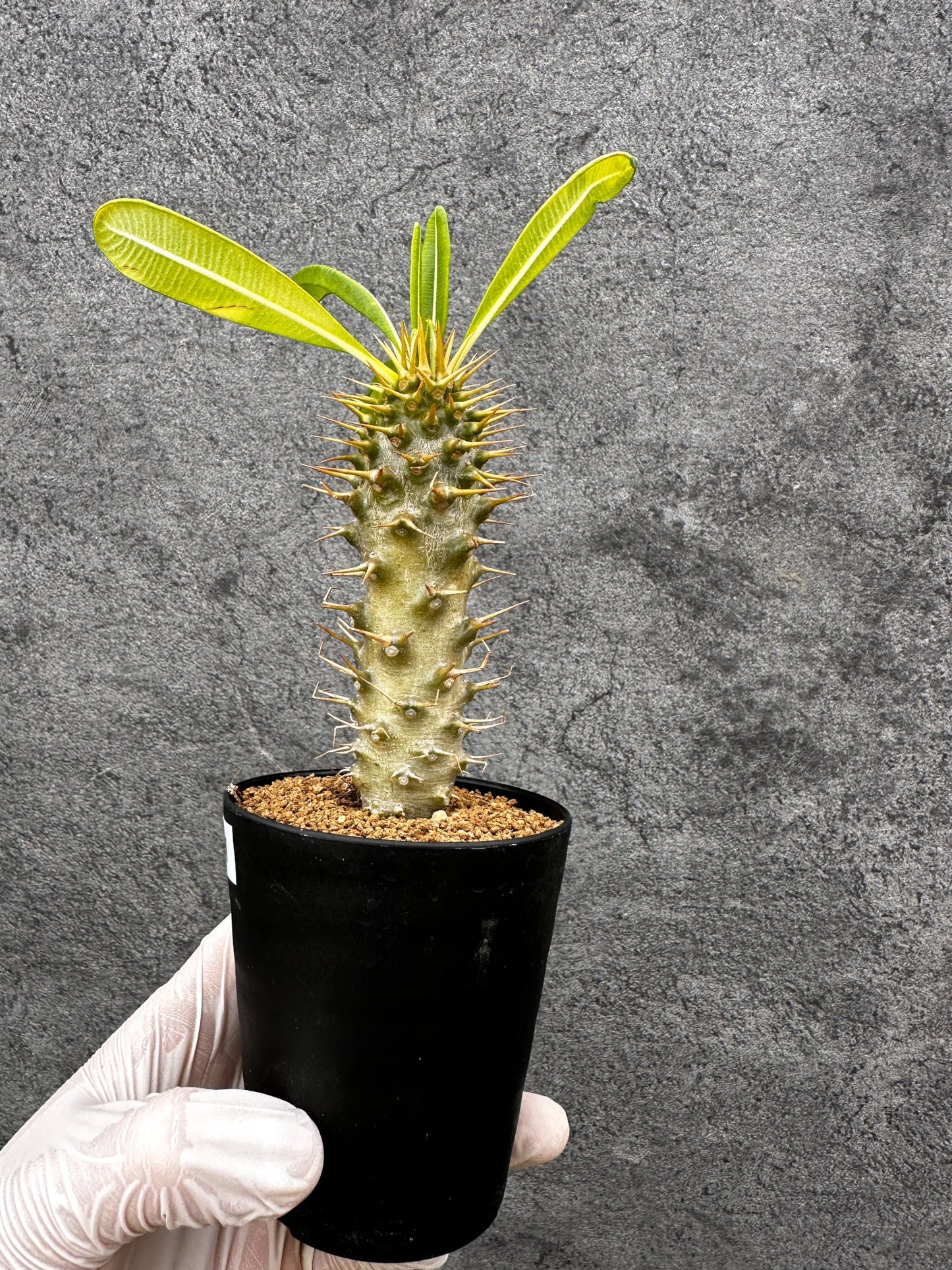 【現品限り】パキポディウム・アンボンゲンセ 実生【C41】 Pachypodium ambongense