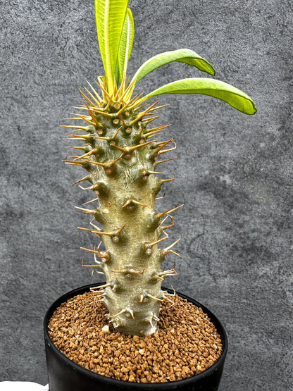 【現品限り】パキポディウム・アンボンゲンセ 実生【C41】 Pachypodium ambongense