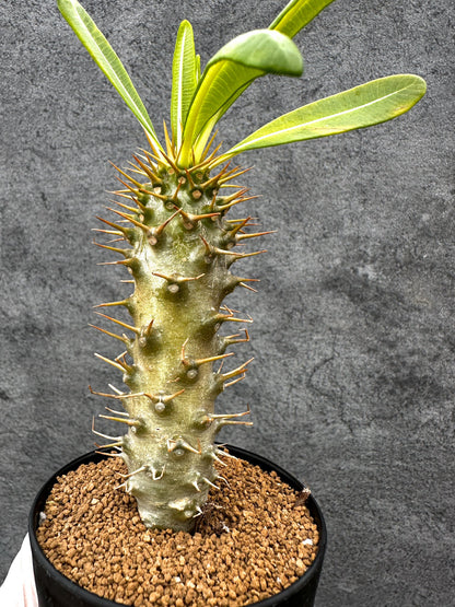 【現品限り】パキポディウム・アンボンゲンセ 実生【C41】 Pachypodium ambongense