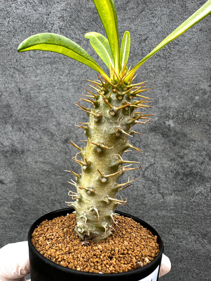 【現品限り】パキポディウム・アンボンゲンセ 実生【C41】 Pachypodium ambongense