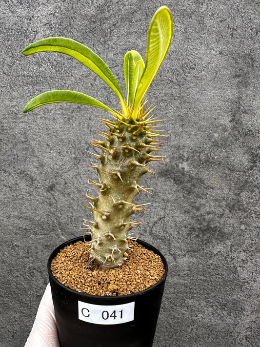 【現品限り】パキポディウム・アンボンゲンセ 実生【C41】 Pachypodium ambongense