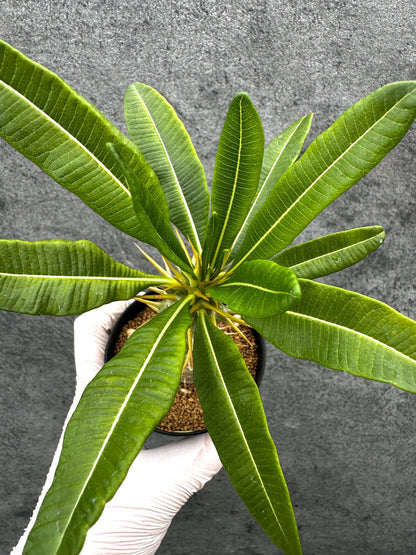 【現品限り】パキポディウム・アンボンゲンセ 実生【C42】 Pachypodium ambongense