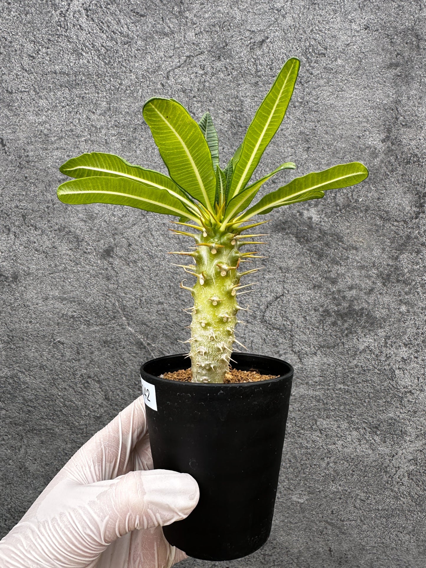 【現品限り】パキポディウム・アンボンゲンセ 実生【C42】 Pachypodium ambongense