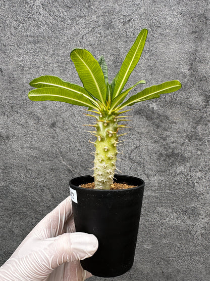 【現品限り】パキポディウム・アンボンゲンセ 実生【C42】 Pachypodium ambongense