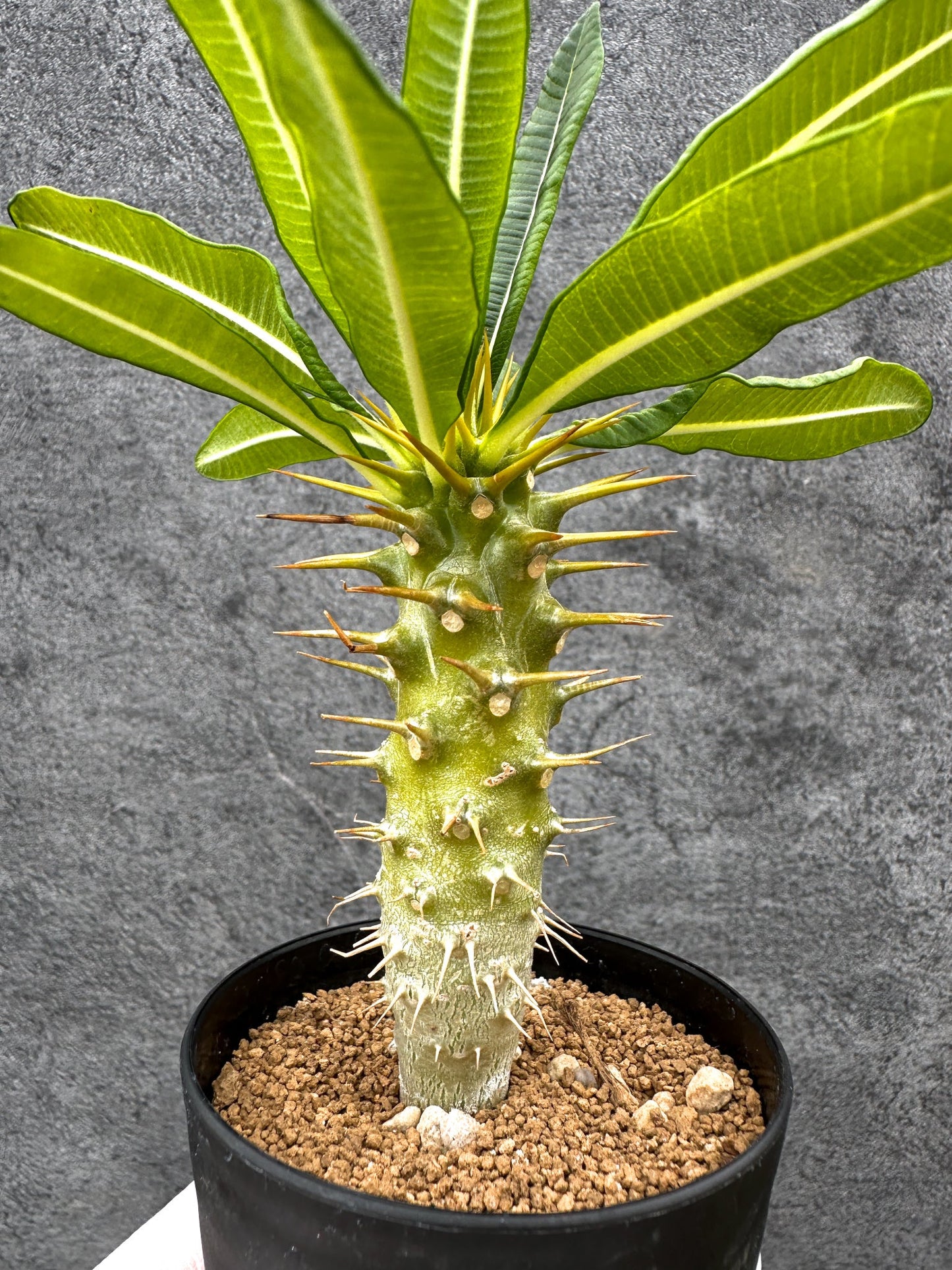 【現品限り】パキポディウム・アンボンゲンセ 実生【C42】 Pachypodium ambongense