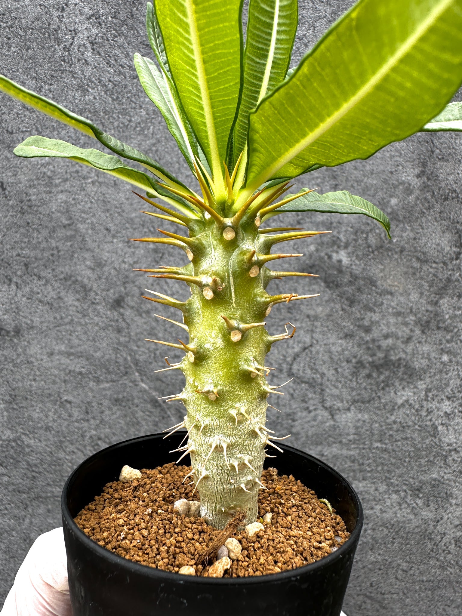 パキポディウム・アンボンゲンセ 実生【C42】 Pachypodium ambongense
