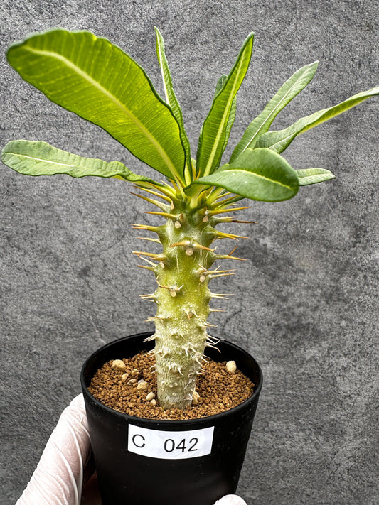 【現品限り】パキポディウム・アンボンゲンセ 実生【C42】 Pachypodium ambongense