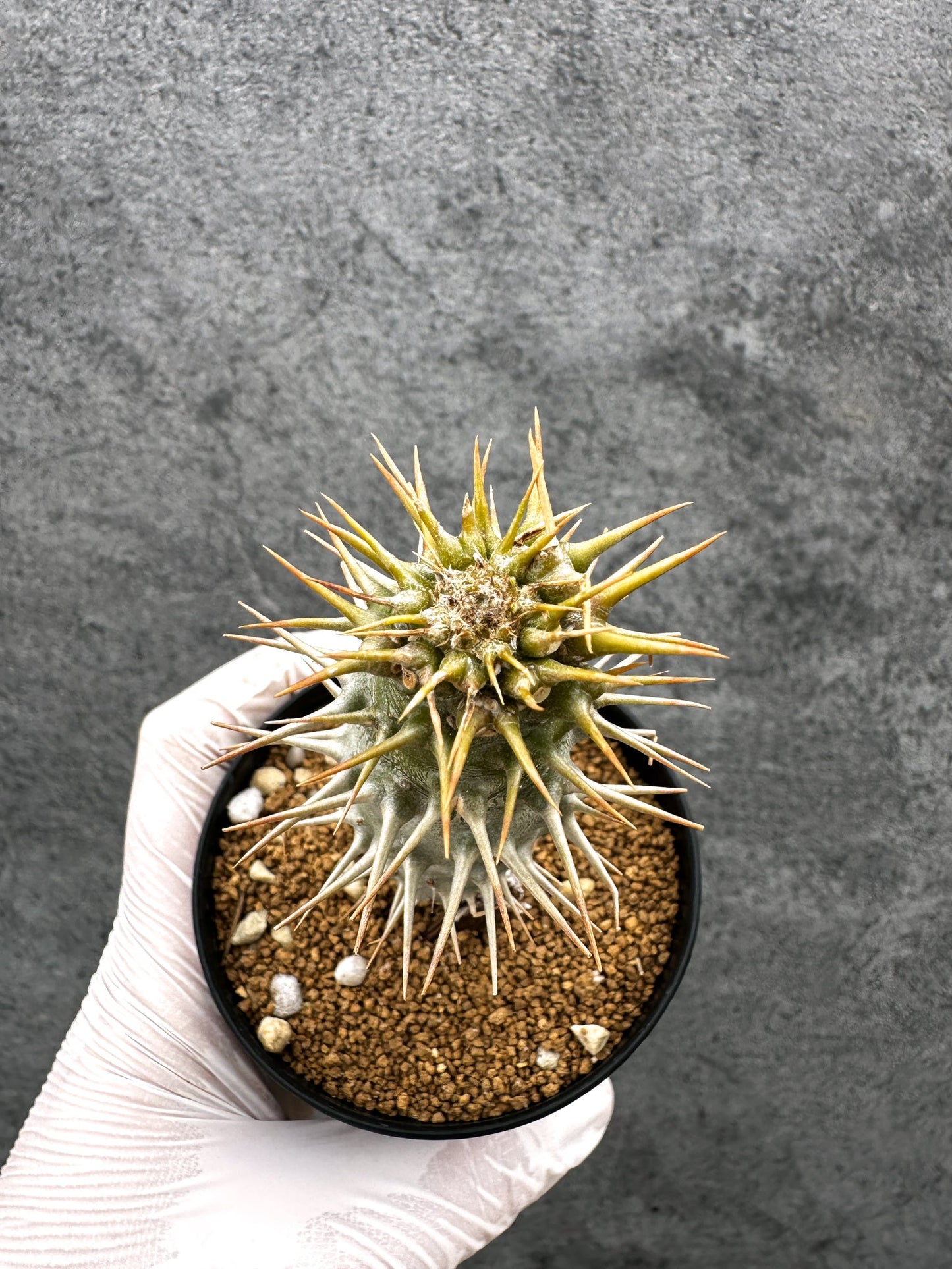 【現品限り】パキポディウム・アンボンゲンセ 実生【C43】 Pachypodium ambongense
