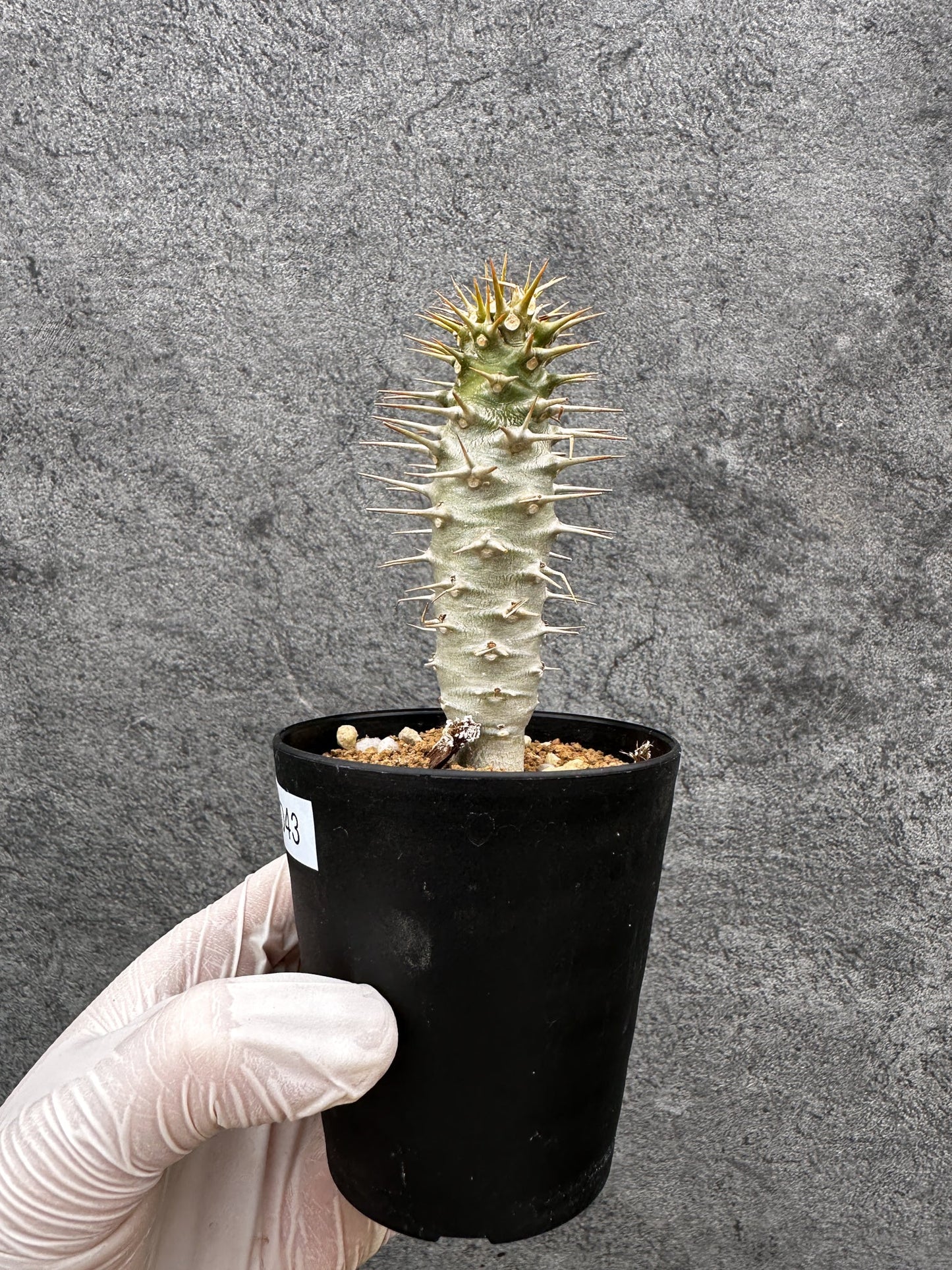 【現品限り】パキポディウム・アンボンゲンセ 実生【C43】 Pachypodium ambongense