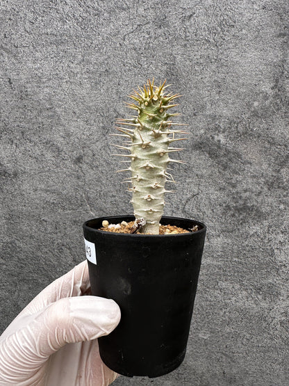 【現品限り】パキポディウム・アンボンゲンセ 実生【C43】 Pachypodium ambongense