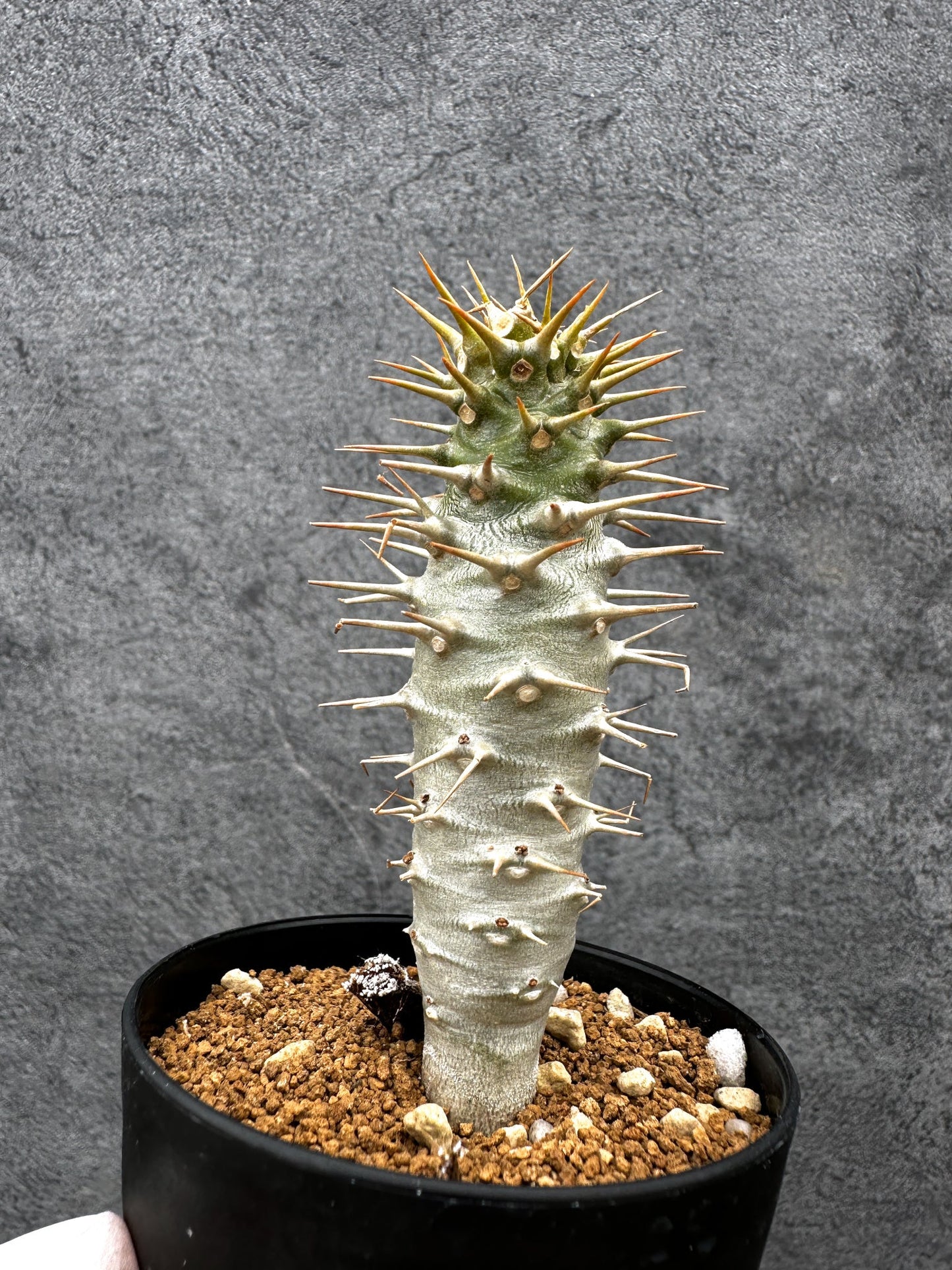 【現品限り】パキポディウム・アンボンゲンセ 実生【C43】 Pachypodium ambongense