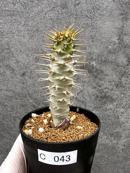 【現品限り】パキポディウム・アンボンゲンセ 実生【C43】 Pachypodium ambongense
