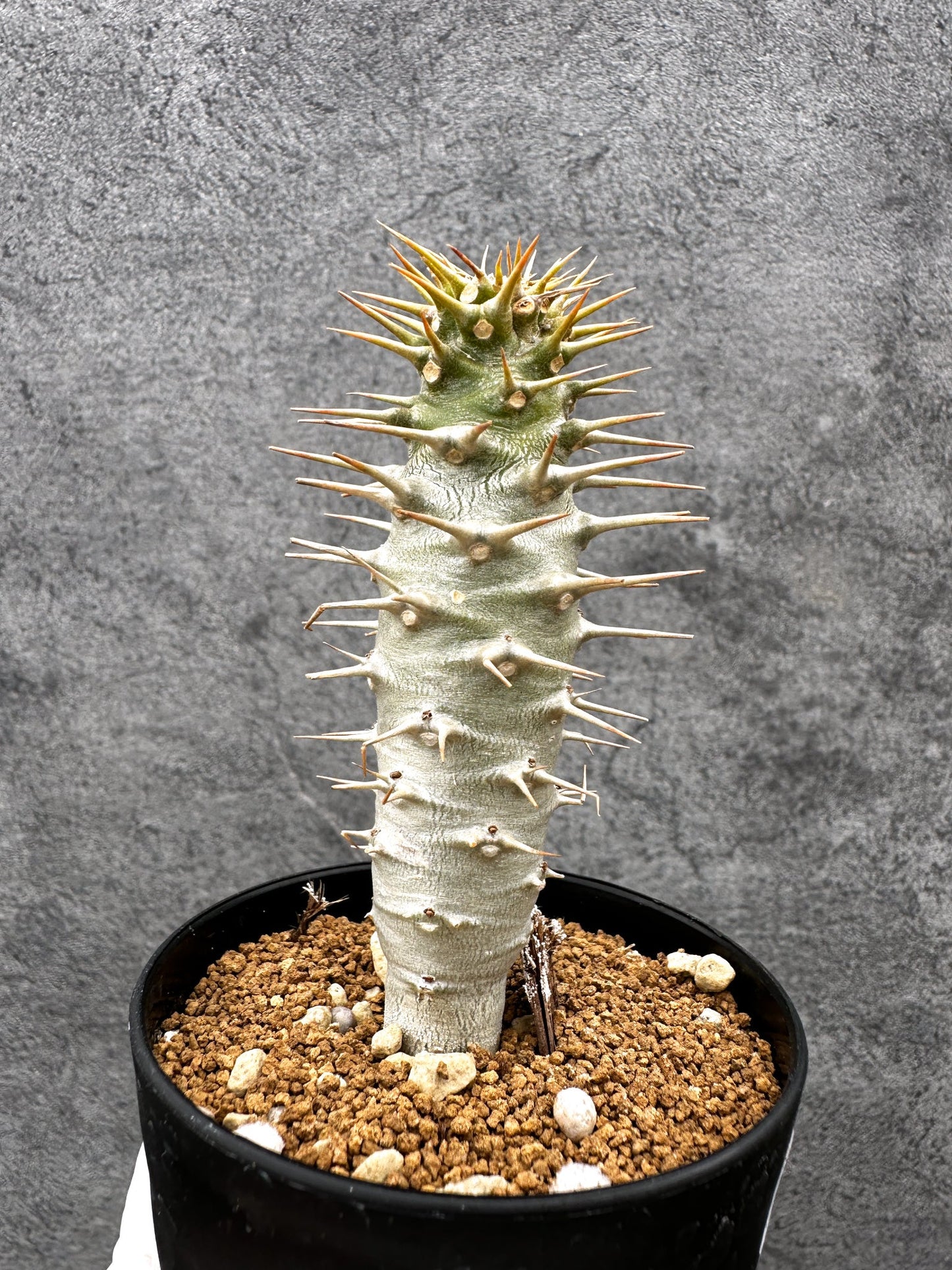 【現品限り】パキポディウム・アンボンゲンセ 実生【C43】 Pachypodium ambongense