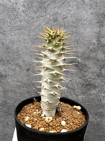 【現品限り】パキポディウム・アンボンゲンセ 実生【C43】 Pachypodium ambongense