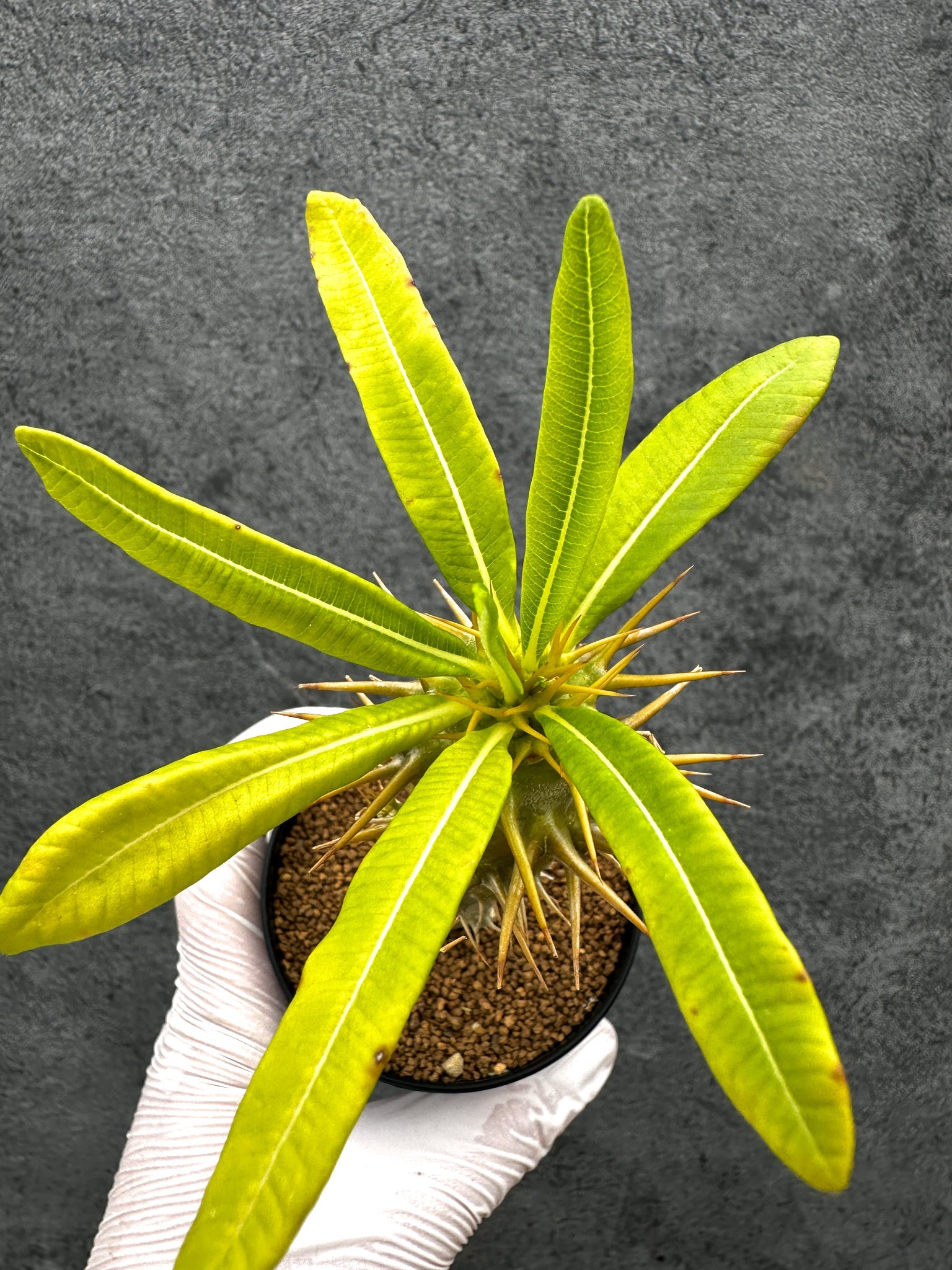 パキポディウム・アンボンゲンセ 実生【C44】 Pachypodium ambongense