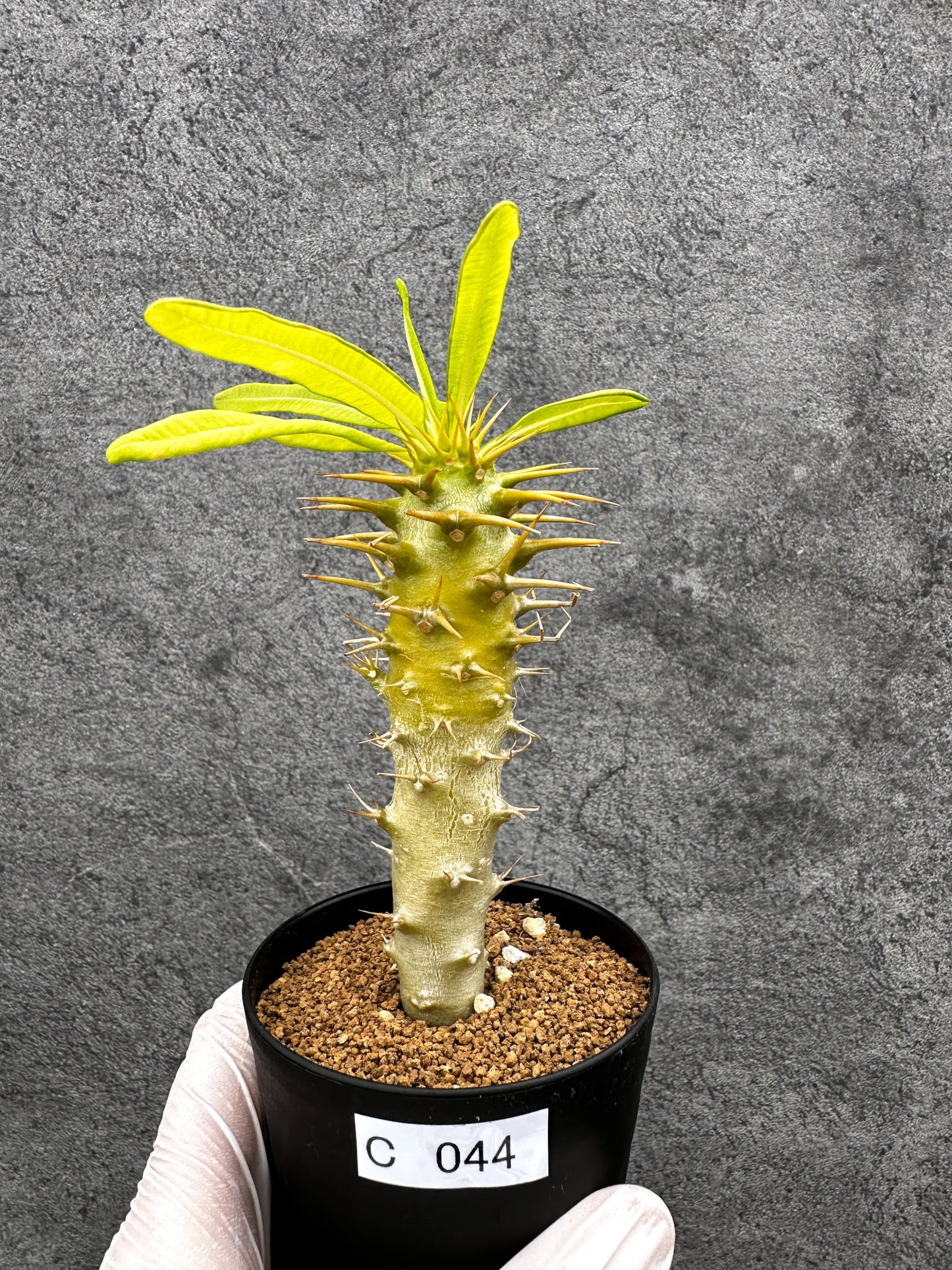 【現品限り】パキポディウム・アンボンゲンセ 実生【C44】 Pachypodium ambongense