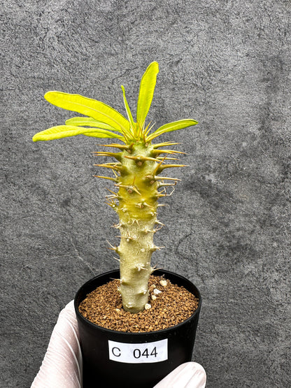 【現品限り】パキポディウム・アンボンゲンセ 実生【C44】 Pachypodium ambongense