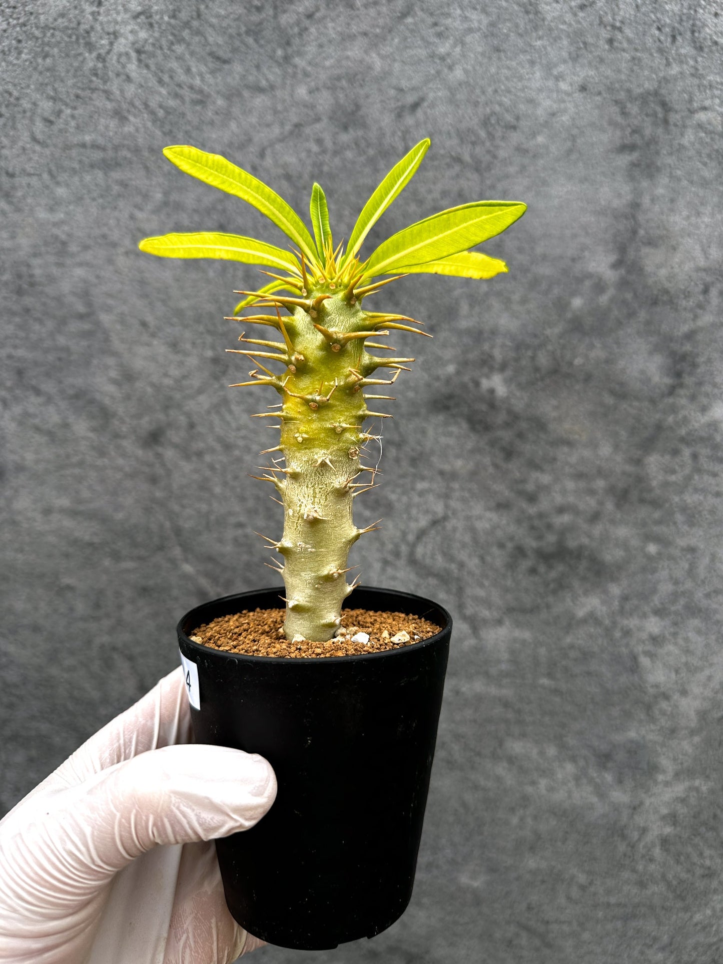 【現品限り】パキポディウム・アンボンゲンセ 実生【C44】 Pachypodium ambongense