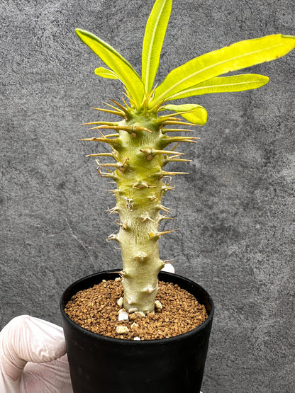 【現品限り】パキポディウム・アンボンゲンセ 実生【C44】 Pachypodium ambongense