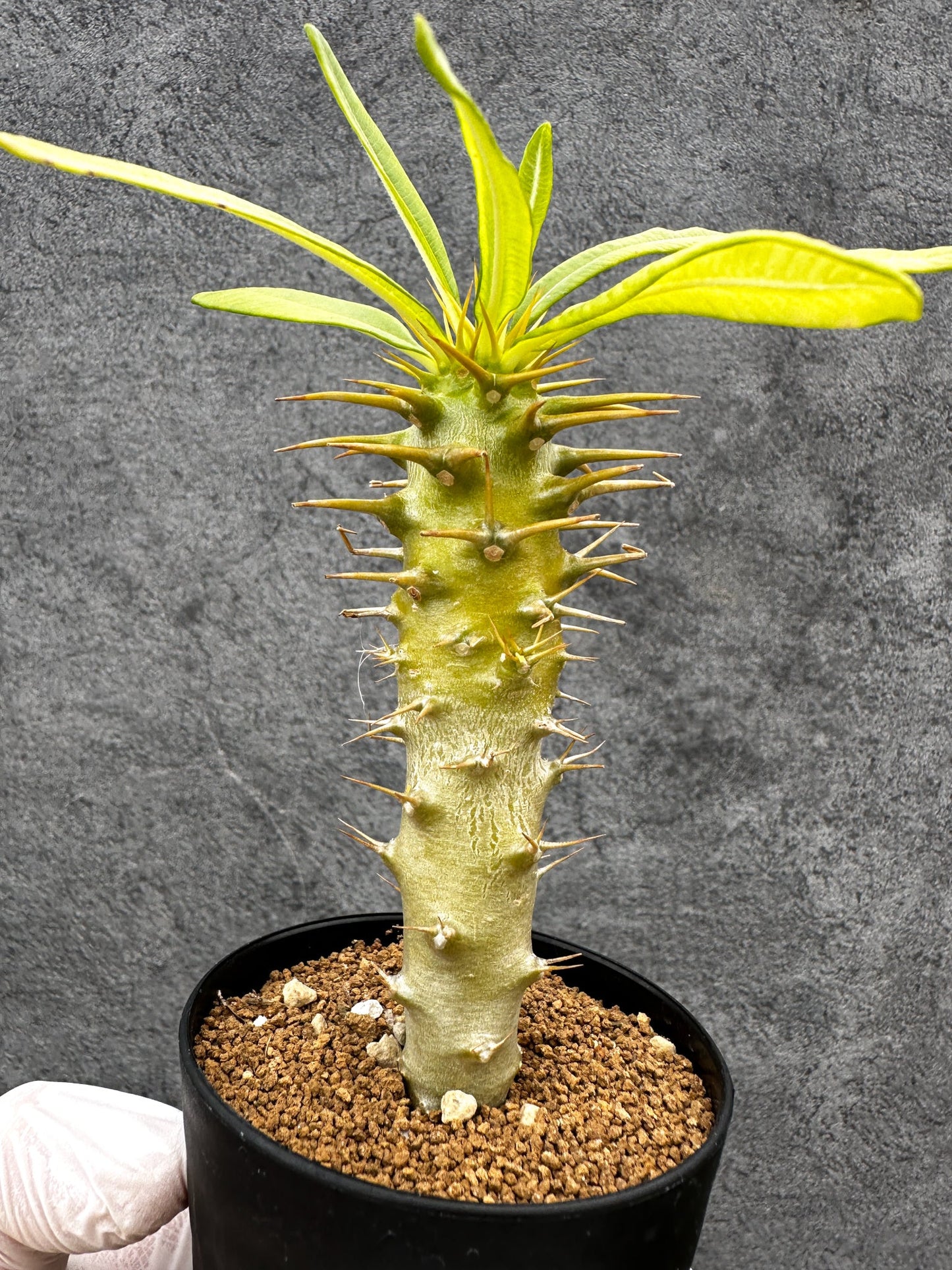 【現品限り】パキポディウム・アンボンゲンセ 実生【C44】 Pachypodium ambongense