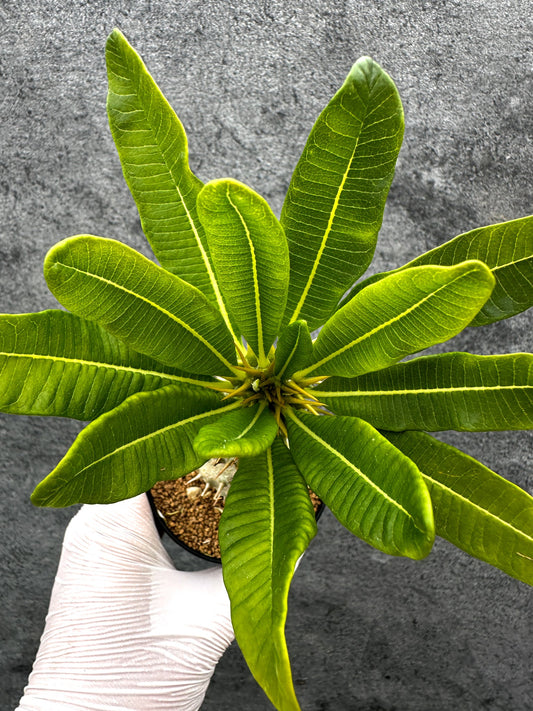 【現品限り】パキポディウム・アンボンゲンセ 実生【C45】 Pachypodium ambongense