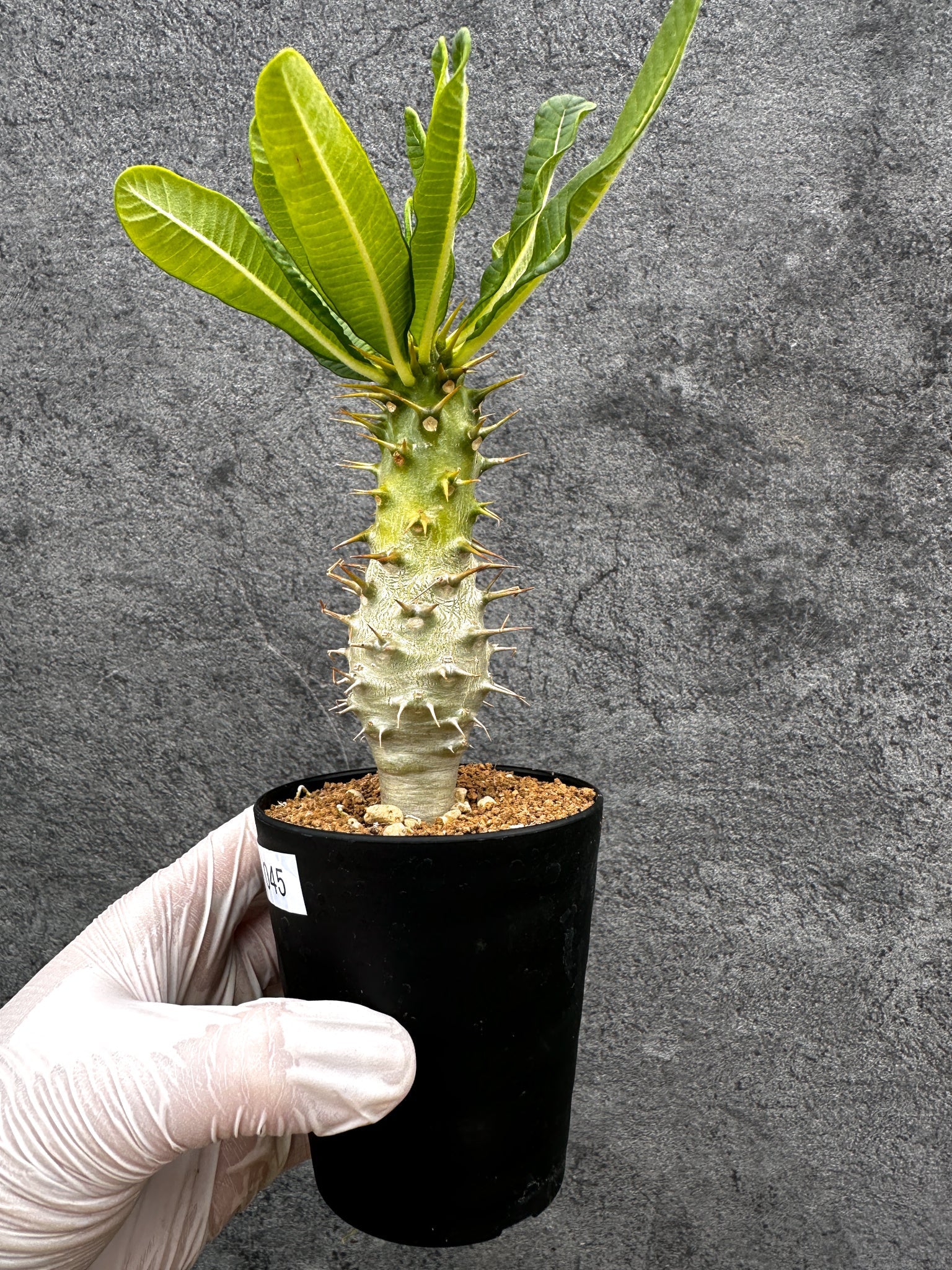 パキポディウム・アンボンゲンセ 実生【C45】 Pachypodium ambongense