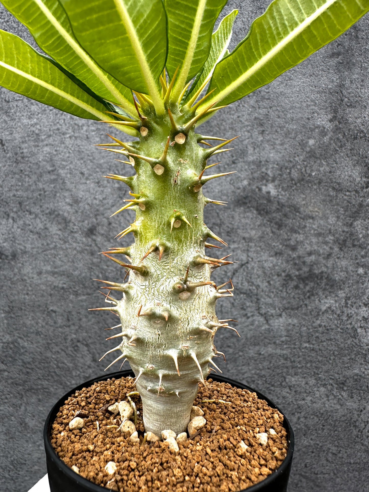 【現品限り】パキポディウム・アンボンゲンセ 実生【C45】 Pachypodium ambongense