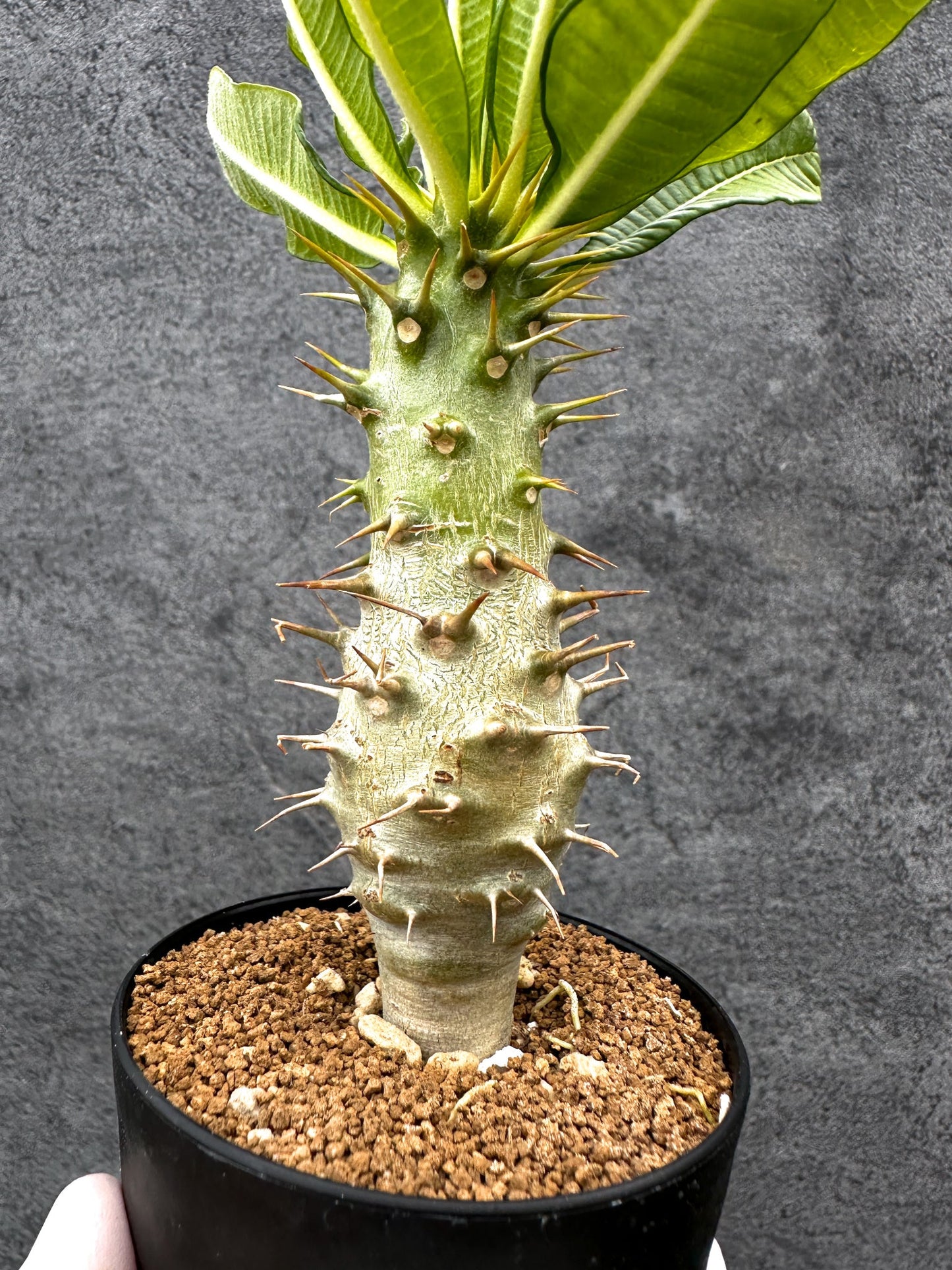 【現品限り】パキポディウム・アンボンゲンセ 実生【C45】 Pachypodium ambongense