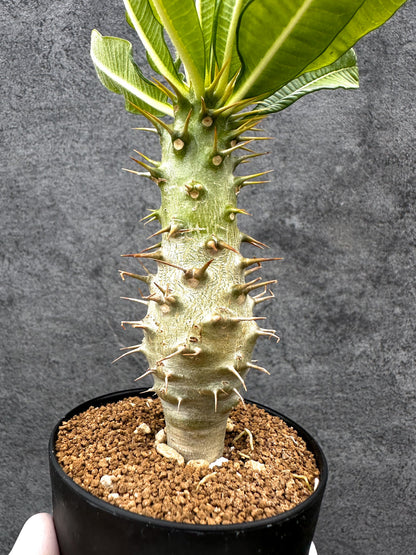 【現品限り】パキポディウム・アンボンゲンセ 実生【C45】 Pachypodium ambongense