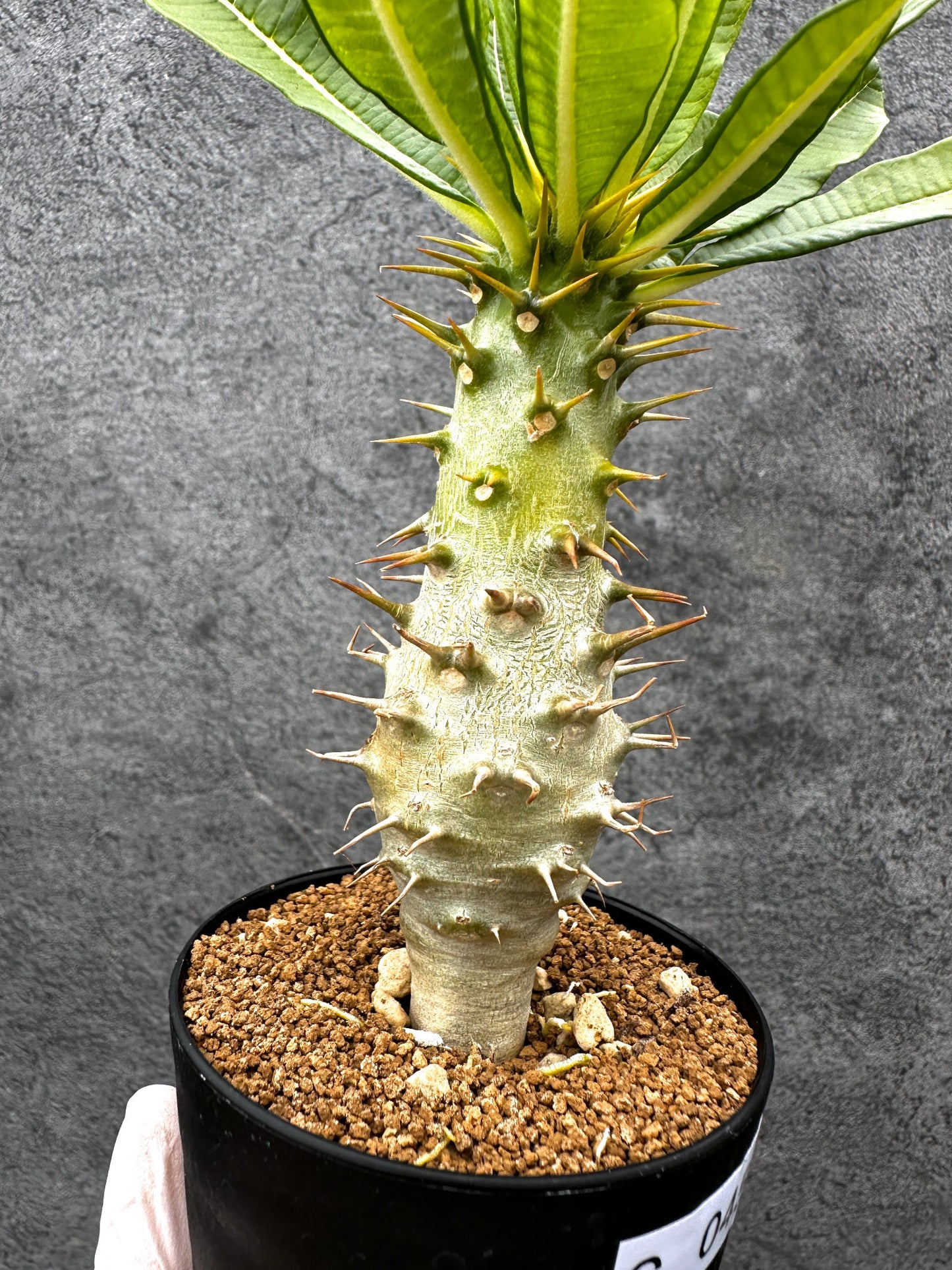 【現品限り】パキポディウム・アンボンゲンセ 実生【C45】 Pachypodium ambongense