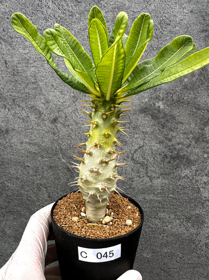 【現品限り】パキポディウム・アンボンゲンセ 実生【C45】 Pachypodium ambongense