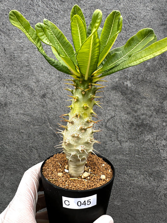 【現品限り】パキポディウム・アンボンゲンセ 実生【C45】 Pachypodium ambongense