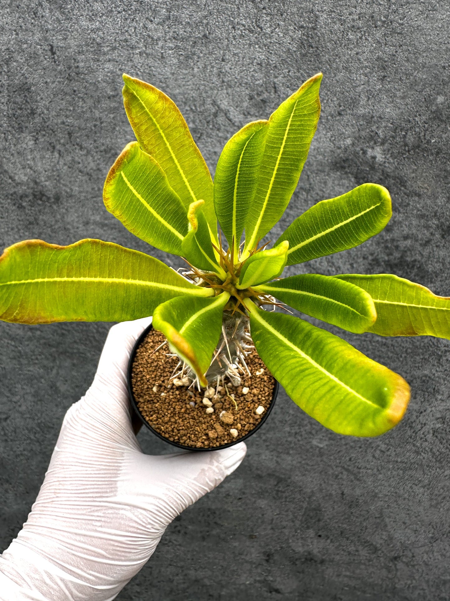 【現品限り】パキポディウム・アンボンゲンセ 実生【C46】 Pachypodium ambongense