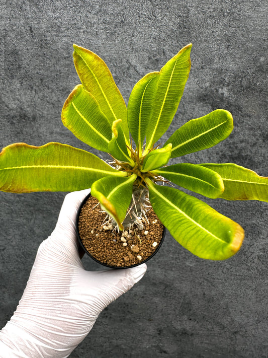 【現品限り】パキポディウム・アンボンゲンセ 実生【C46】 Pachypodium ambongense