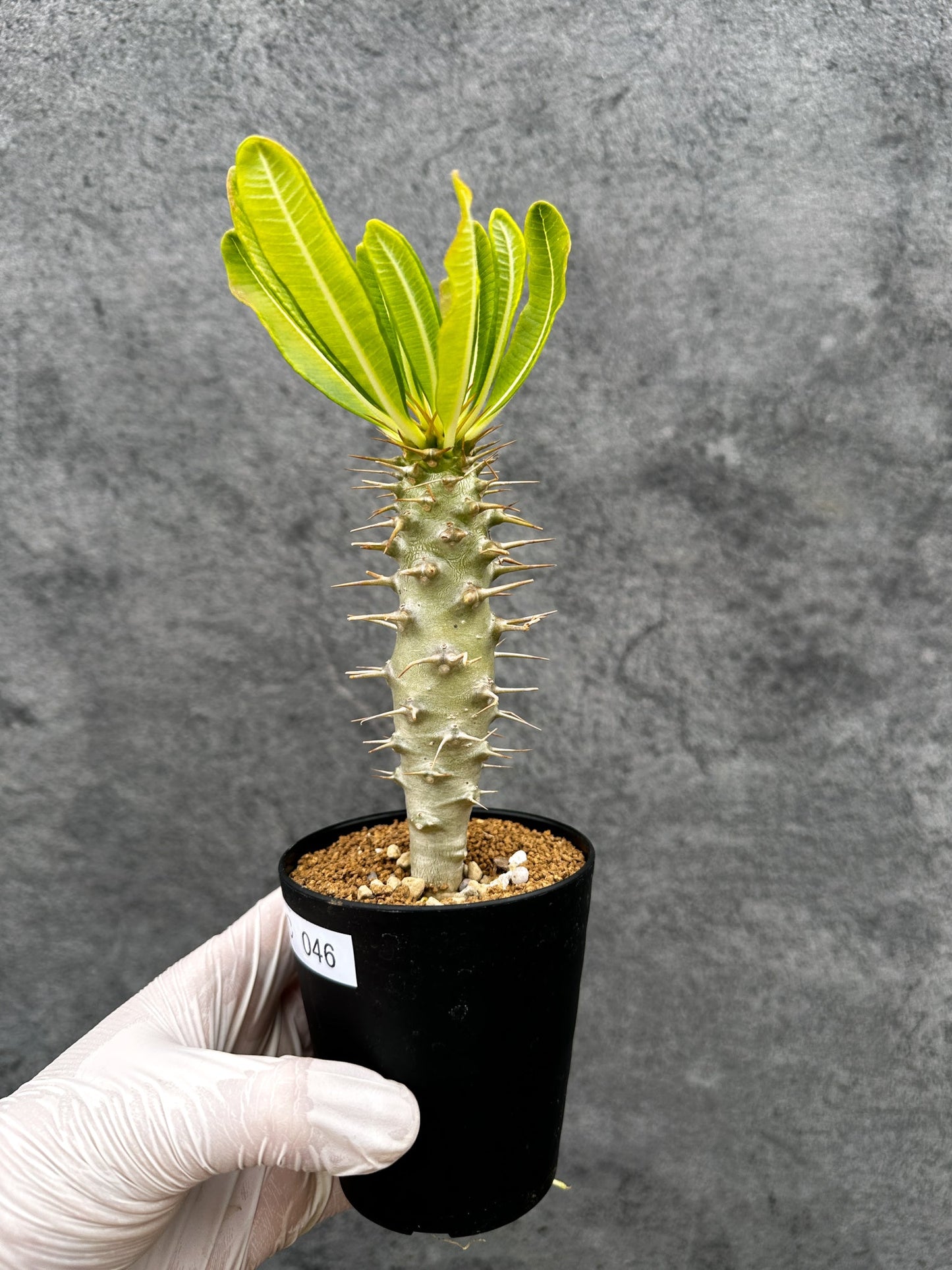 【現品限り】パキポディウム・アンボンゲンセ 実生【C46】 Pachypodium ambongense