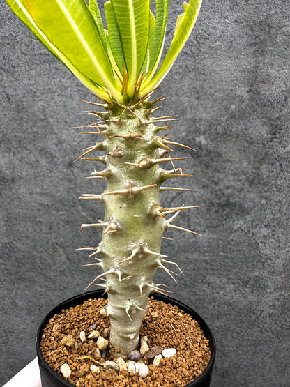 【現品限り】パキポディウム・アンボンゲンセ 実生【C46】 Pachypodium ambongense