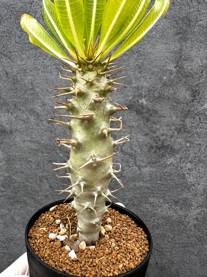 【現品限り】パキポディウム・アンボンゲンセ 実生【C46】 Pachypodium ambongense
